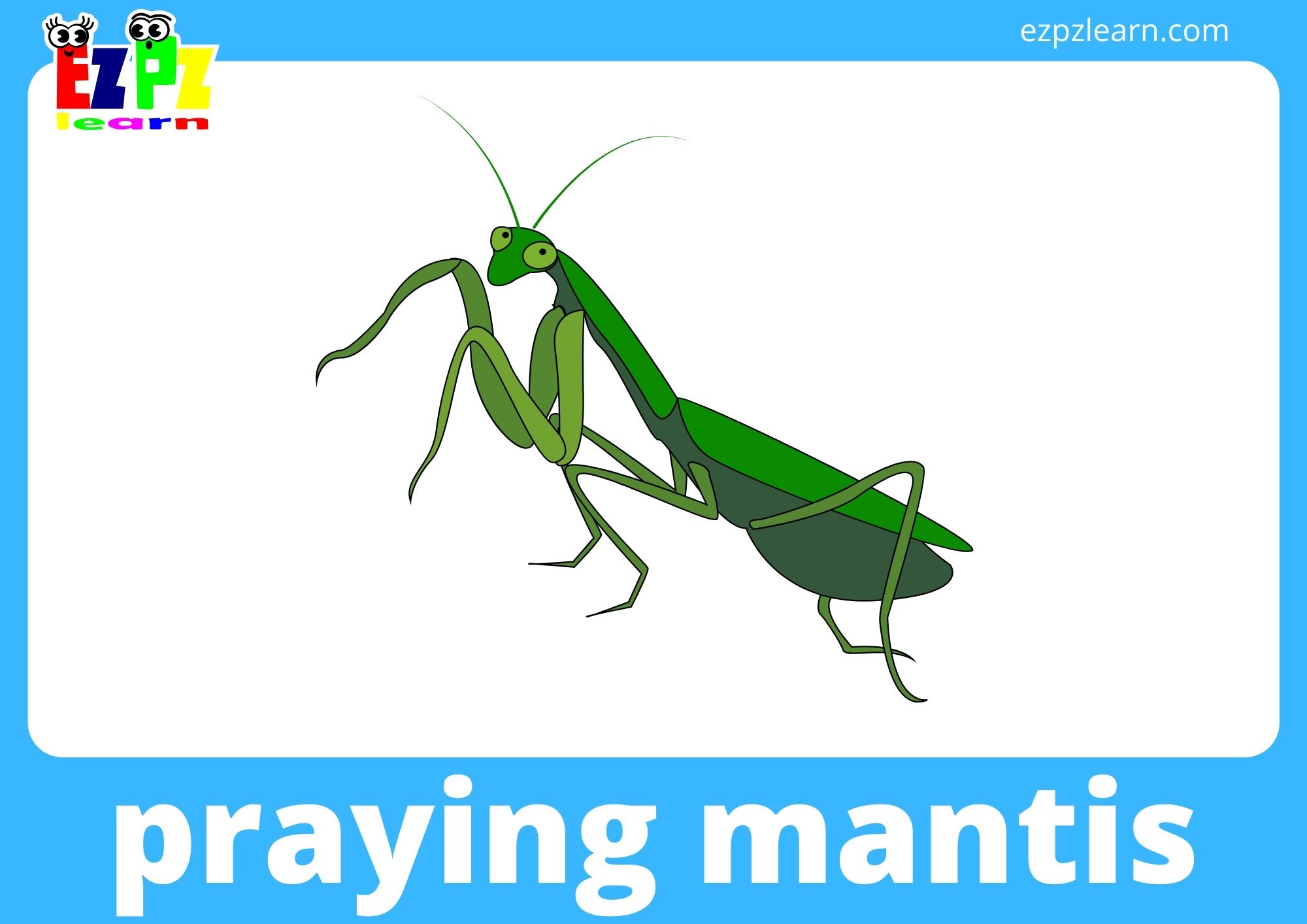 praying mantis